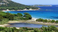 Der kilometerlange weiße Sandstrand liegt, versteckt hinter einem Pinienhain, südlich von Porto Vecchio.
