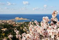 Mandelblüte - Blick auf L'Ile Rousse