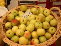 Knackige, kleine Äpfel aus dem Prunelli-Tal bei Ajaccio