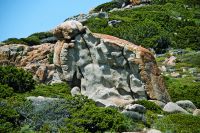 Wilde Tiere am Küstenweg - Auf dem Sentier Littoral bei Figari 